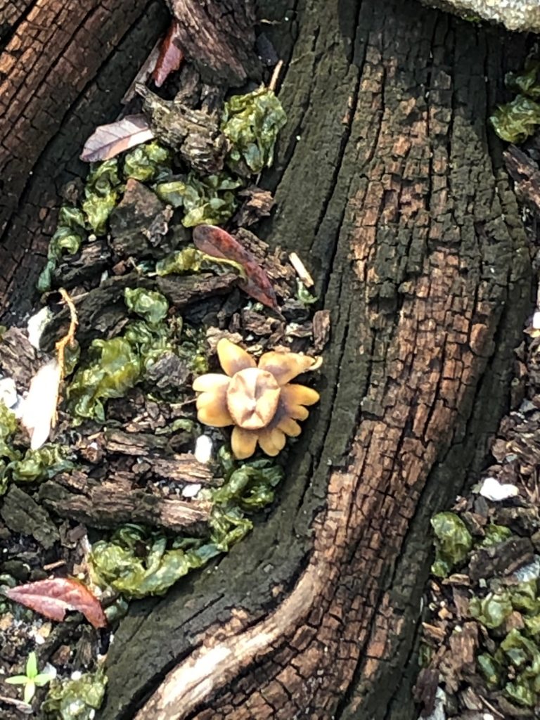 Earthstar mushroom opening